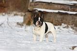 BOULEDOGUE FRANCAIS 946